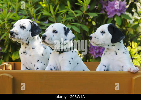 Tre cuccioli dalmata, cinque settimane Foto Stock