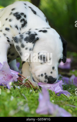 Cucciolo dalmata di cinque settimane di età odori a fiori Foto Stock