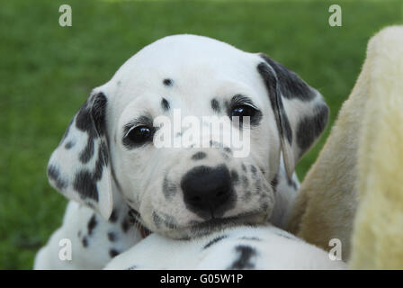 Cucciolo dalmata, quattro settimane, ritratto Foto Stock