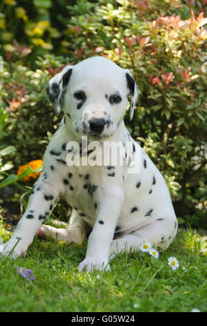 Cucciolo dalmata, cinque settimane in un giardino Foto Stock