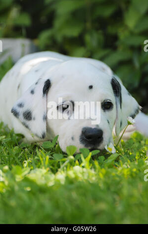 Cucciolo dalmata, cinque settimane, ritratto Foto Stock