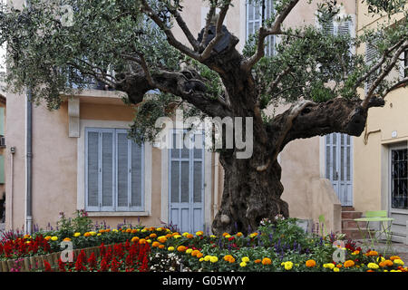 Saint-Maxime, piazza del villaggio con il vecchio albero di olivo Foto Stock