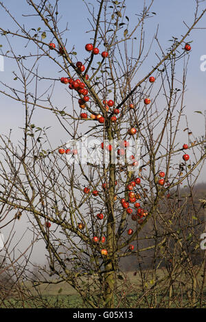 Albero di mele con frutti in novembre, Hagen, Germania Foto Stock