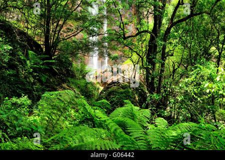 Queen Mary cade a Killarney, gamma principale parco nazionale, Queensland Foto Stock