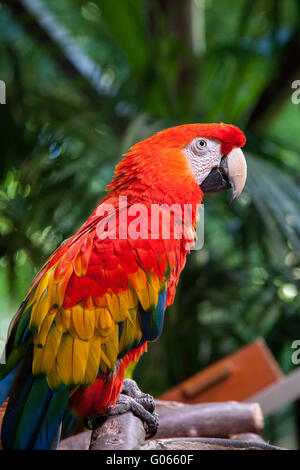 Rosso brillante pappagallo Scarlet Macaw nel Loro Parque Zoo Tenerife Foto Stock