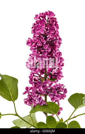 Rametto viola lilla, di Syringa vulgaris, isolati su sfondo bianco Foto Stock