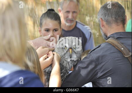 Falconer esegue con il suo uccello durante la mostra Foto Stock