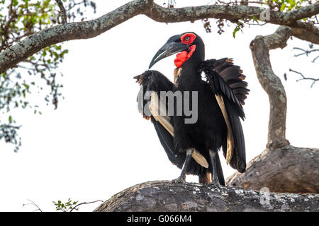 Massa meridionale hornbill isolato in uno sfondo bianco ; Specie Bucorvus leadbeateri famiglia di Bucerotidae Foto Stock