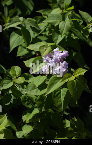 Syringa vulgaris Foto Stock