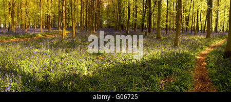 Bluebell boschi sul Ashridge Estate in Hertfordshire Foto Stock