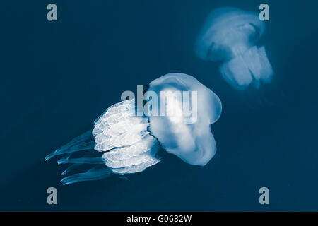 Rhizostoma. Meduse pericolose vivono nel Mar Nero hanno lunghi tentacoli con cellule urticante che può lasciare ustioni sull'uomo Foto Stock