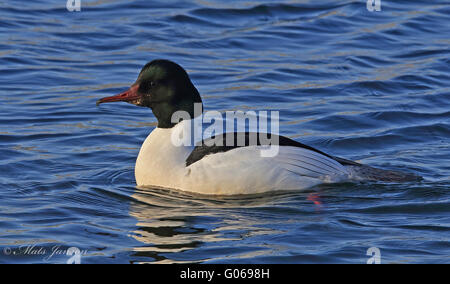 Merganser/Goosander maschio nuoto Foto Stock