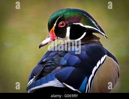 Anatra di legno Drake Foto Stock