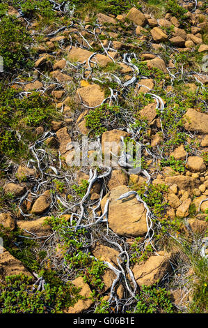 Secchi radici bianche e il verde degli arbusti aggrovigliati tra rocce gialle, alpeggi, Parco Nazionale Gros Morne, Terranova, Canada. Foto Stock