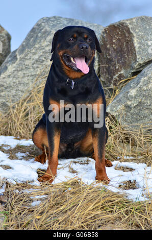 Felice Rottweiler seduta nella neve Foto Stock