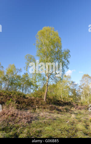Argento - Betulla Betula pendula Betulaceae. Molla. Foto Stock
