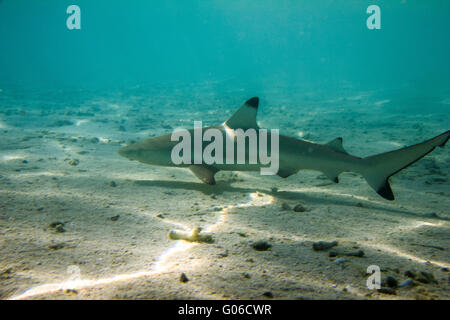 Maldive squalo Foto Stock