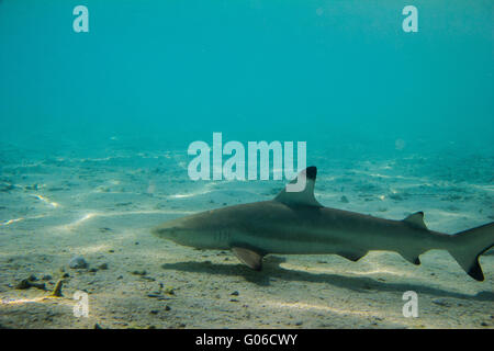 Maldive squalo Foto Stock
