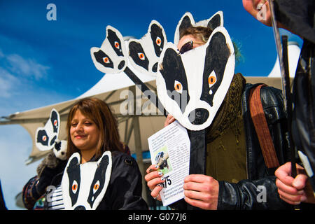 Aberystwyth Wales UK, sabato 30 aprile 2016 persone sul lungomare di Aberystwyth holding fatto a mano badger maschere facciali per protestare contro la proposta di abbattimento degli animali come parte degli sforzi per debellare la tubercolosi bovina (TB) in allevamenti di bestiame in Galles Photo credit: Keith Morris / Alamy Live News Foto Stock