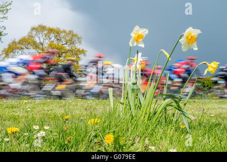 Harewood, North Yorkshire, Regno Unito. Il 30 aprile 2016. Il Peleton passa attraverso il villaggio di Harewood sui 136km gamba tra Otley e a Doncaster nello Yorkshire settentrionale nella seconda giornata di gare. Foto Stock