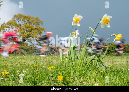 Harewood, North Yorkshire, Regno Unito. Il 30 aprile 2016. Il pack leader della seconda gamba lasciare il villaggio di Harewood sui 136km gamba tra Otley e Doncaster. La gara riprende domani con partenza a Middlesbrough e finiture a Scarborough Credit: Robert Smith/Alamy Live News Foto Stock