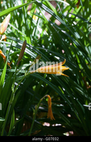 Hemerocallis middendorffii Foto Stock