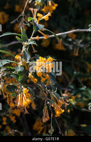 Cestrum aurantiacum; Foto Stock