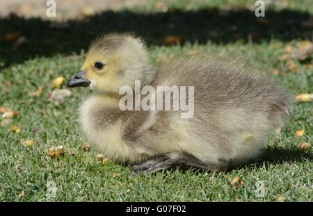 Canada Goose gosling seduto in erba dal lato del lago Foto Stock