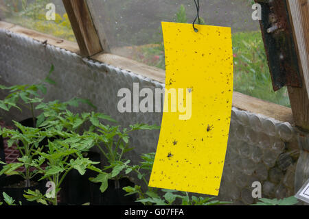 Bigliettino giallo fly trap appeso all'interno di una serra Foto Stock
