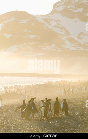 Re pinguini (Aptenodytes patagonicus) Sunrise, Salisbury Plain, la Baia delle Isole della Georgia del Sud Foto Stock