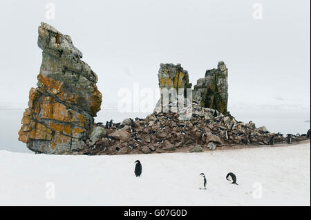 Pinguini Chinstrap (Pygoscelis Antartide) piccola colonia, Half Moon Island, a sud le isole Shetland, Antartide Foto Stock