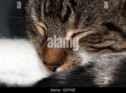 Cat avente un gatto nap, occhi serrati Foto Stock