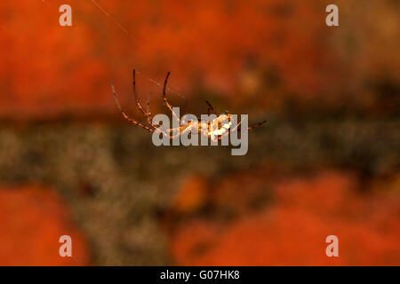 Linyphia Triangularis. Amaca comune tessitore. Linyphiidae. Foglio europeo spider web. La filatura web spider. Foto Stock