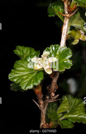 Ribes fiore. Hinnonmaki rosso. Close up. Molla. Foto Stock