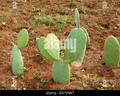 piante spinose Foto Stock