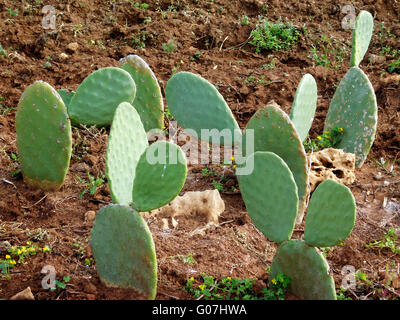 piante spinose Foto Stock