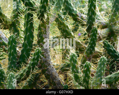 piante spinose Foto Stock