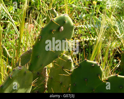 piante spinose Foto Stock