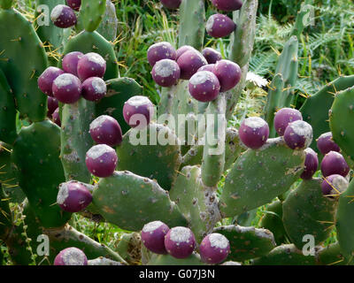 piante spinose Foto Stock