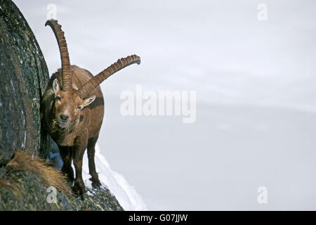 Maschio di stambecco (Capra ibex) con grandi corna mangiare erba sulla stretta sporgenza di roccia in monte ripido pendio di neve in inverno Foto Stock