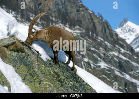 Maschio di stambecco (Capra ibex) mangiare erba sul pendio di montagna nella neve in inverno nelle Alpi Foto Stock