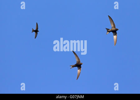 Alimentazione di partito di rondoni comune (Apus apus) in volo a caccia di insetti Foto Stock