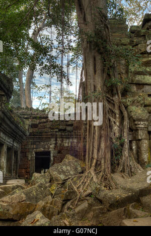 Albero gigante che copre le pietre di Ta Prohm tempio di Angkor Wat Foto Stock