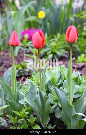 Tre tulipani rossi su un letto in giardino Foto Stock