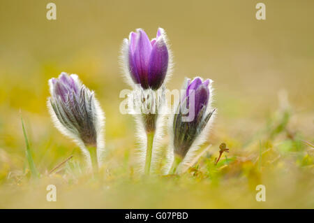 Pasqueflower europea Foto Stock