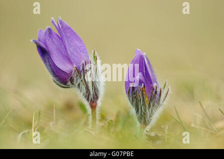 Pasqueflower europea Foto Stock