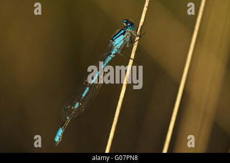 Comune damselfly blu Foto Stock