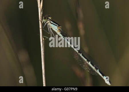 Comune damselfly blu Foto Stock