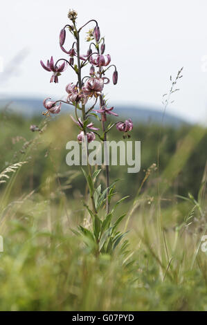 Turk cappuccio del giglio, Lilium martagon, Turk cappuccio del giglio Foto Stock