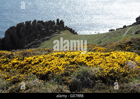 Gorse sulla testa Gwennap Foto Stock